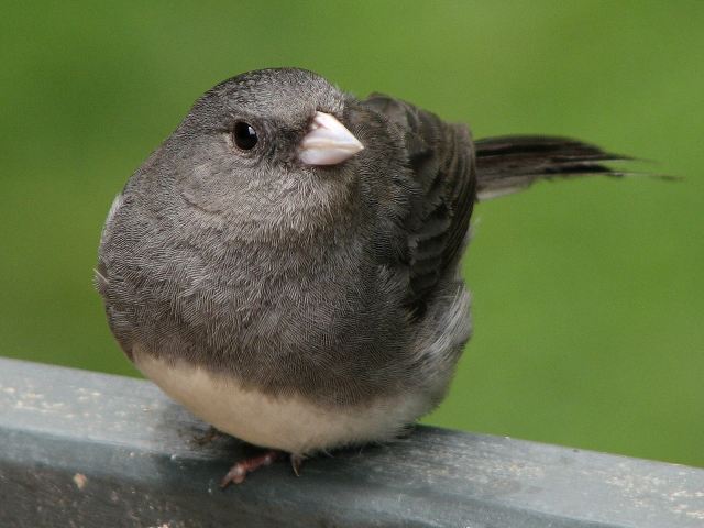 Dark-eyed Juncos